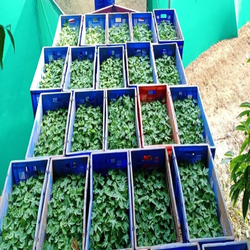 Papaya Plantation